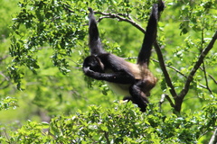 Ateles geoffroyi vellerosus