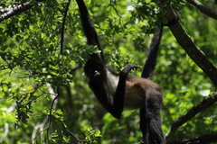 Ateles geoffroyi vellerosus