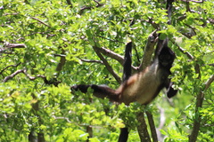 Ateles geoffroyi vellerosus