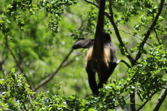Ateles geoffroyi vellerosus