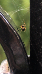 Araneae