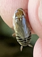 Ectobius lucidus