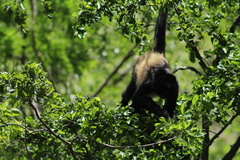 Ateles geoffroyi vellerosus