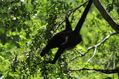 Ateles geoffroyi vellerosus