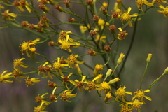 Senecio inornatus