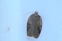 Acleris chalybeana
