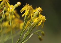 Senecio inornatus