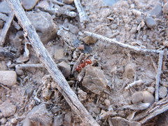 Pogonomyrmex desertorum