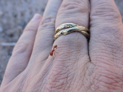 Pogonomyrmex desertorum