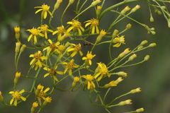 Senecio inornatus