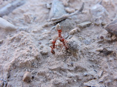 Pogonomyrmex desertorum