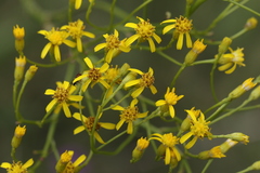 Senecio inornatus
