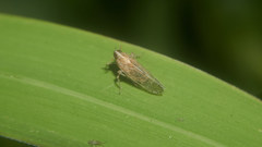 Stenocranus matsumurai