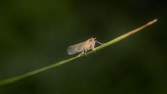 Stenocranus matsumurai