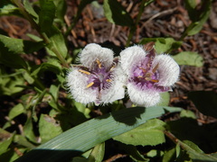 Calochortus tolmiei