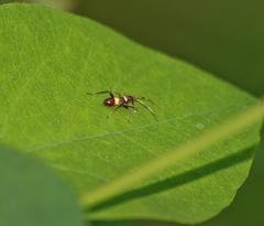 Closterotomus biclavatus