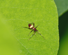 Closterotomus biclavatus