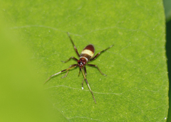 Closterotomus biclavatus