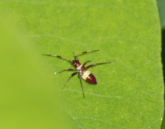 Closterotomus biclavatus