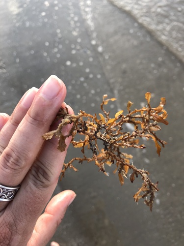 photo of Sargassum (Sargassum)