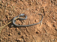 Naja nigricollis