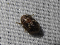 Clastoptera octonotata