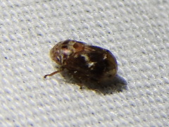 Clastoptera octonotata