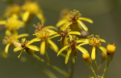Senecio inornatus