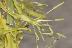 Stanleya viridiflora