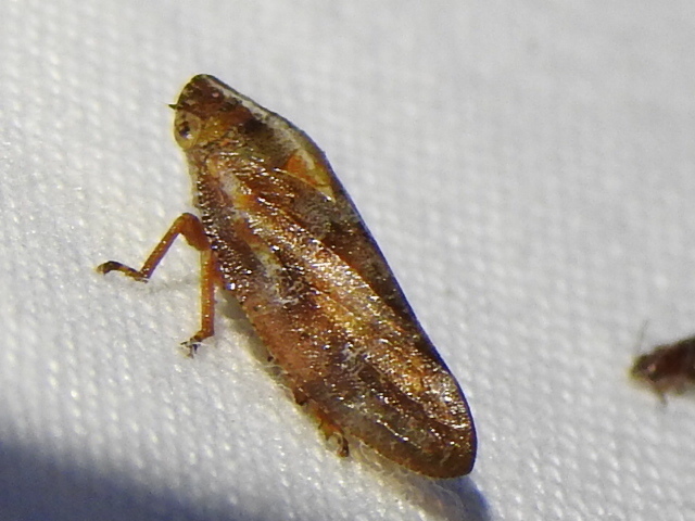 Saratoga spittlebug