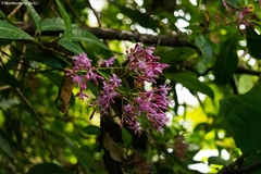 Fuchsia arborescens