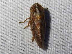 Aphrophora saratogensis