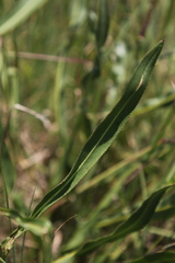 Senecio inornatus