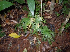 Selaginella longipinna