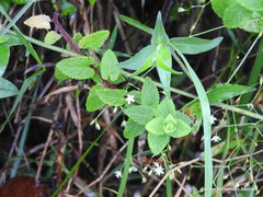 Melampyrum pratense