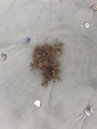 photo of Broad-leaved Gulfweed (Sargassum fluitans)