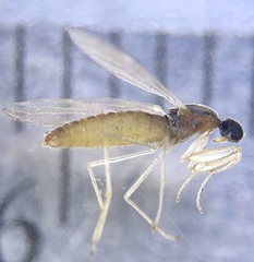 Chelifera