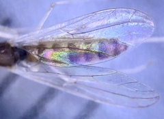 Chelifera
