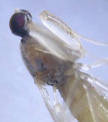 Chelifera