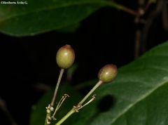 Fuchsia arborescens