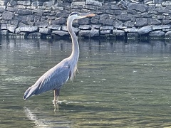 Ardea herodias