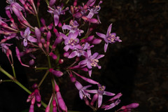 Fuchsia arborescens
