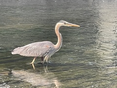 Ardea herodias