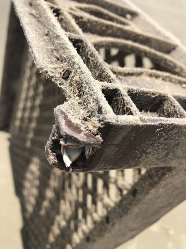 photo of Goose Barnacle (Lepas anserifera)