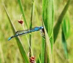 Enallagma durum