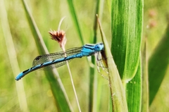 Enallagma durum