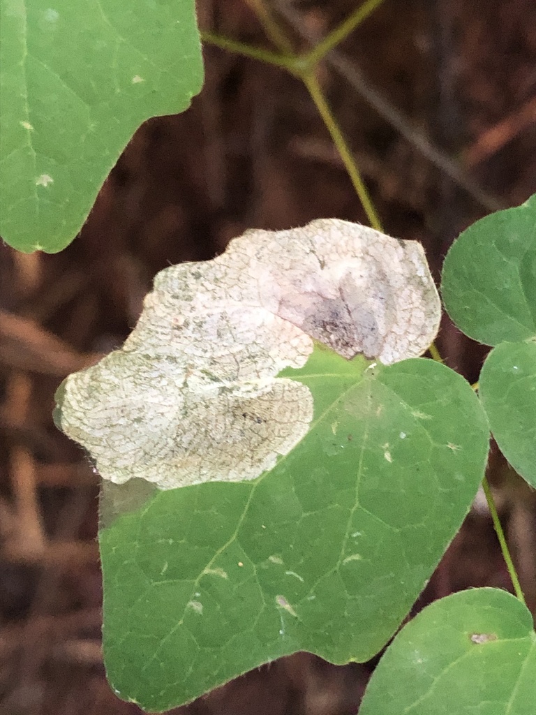 Phytomyza vancouveriella