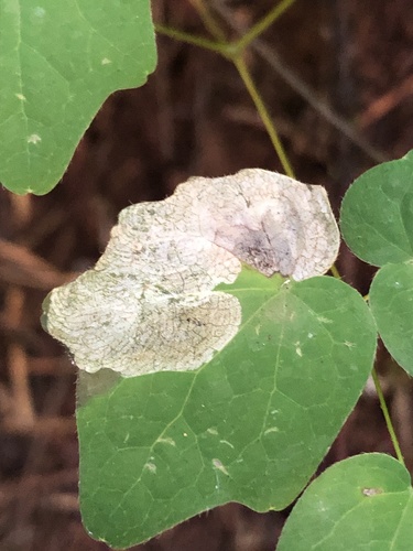 Phytomyza vancouveriella