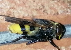 Volucella elegans