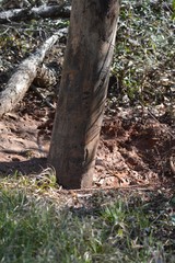 Sus scrofa domesticus